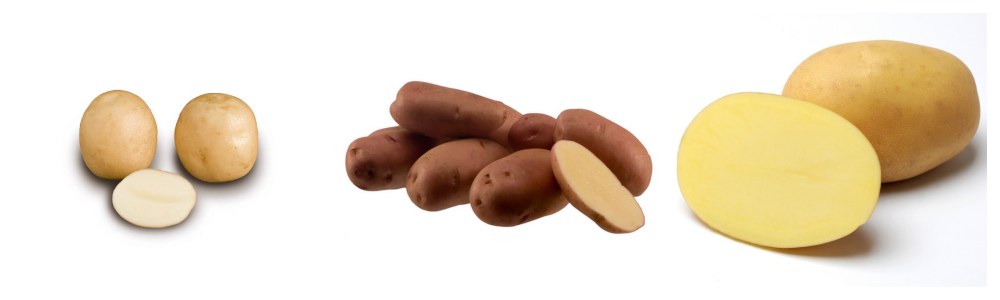  KZ-Celje - krompir za ozimnico 